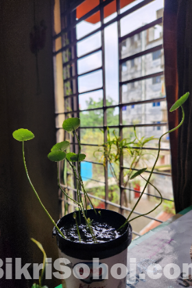 Coin Plant (8 leaf, 4 buds)